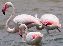 BF Greater Flamingos.jpg