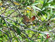 BF Rufous Bush Robin.jpg