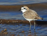 BF Kentish Plover.jpg