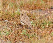 BF Crested Lark.jpg