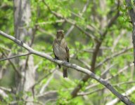 Blue and White Flycatcher.jpg