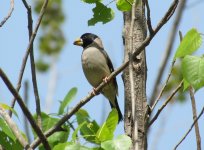 Chinese Grosbeak.jpg