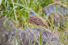 Cretzschmar'sBunting1ME800.jpg