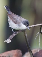 EOrpheanWarbler1ME800.jpg