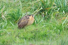 GreatBittern1SI800.jpg