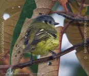 _Ashy Headed Tyrannulet_01-2.jpg