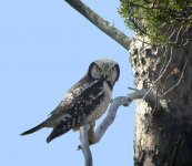 DSCN0482-Hawk-Owl web - Copy.jpg