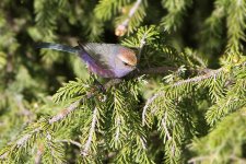 Severtzov's-Tit-Warbler-(9).jpg