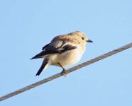 Purple-backed Starling.jpg