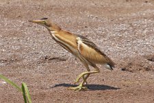 1Bittern Little (fem - ixobrychus minutus) 2 Tiskanias River Ford Lesvos 0905111LQ.jpg