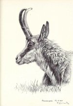 Abruzzo Chamois.jpg