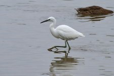 Little Egret 1_resize.jpg