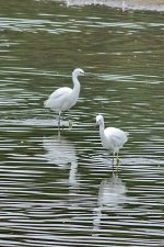 Little Egret 2.jpg