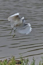 Little Egret 3.jpg