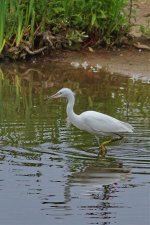 Little Egret 4.jpg