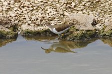 Common Sandpiper 1_resize.jpg