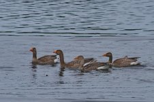 Greylag 1_resize.jpg