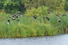 Lapwing 1_resize.jpg