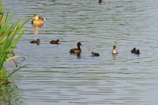 Tufted Duck 1_resize.jpg