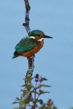 Kingfisher 1_resize.jpg