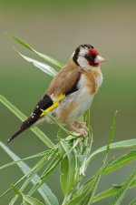 Goldfinch 1_resize.jpg