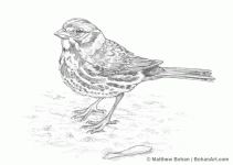 FOX Sparrow.gif