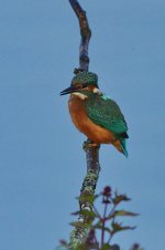 Kingfisher 2_resize.jpg