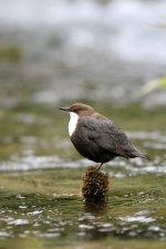 White-throated-Dipper-(7).jpg