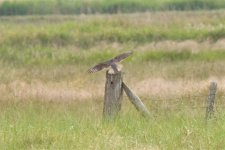 Red-footed Falcon 110615 IMG_8584.jpg