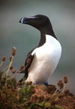 Razorbill.jpg