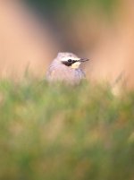 Wheatear.jpg