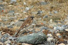 whitewingedsnowfinch.jpg