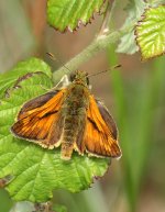 large-skipper-5130.jpg