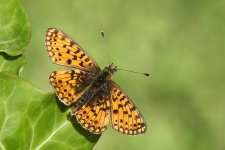 small-pb-frit-5112.jpg