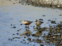 Knot, Salthouse - 15.08.2011.JPG