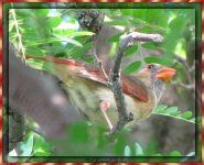 female_cardinal_700.jpg