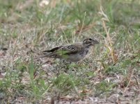 Lark Sparrow_0368_filtered.jpg