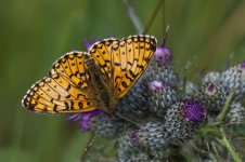 Small Pearl Bordered Fritillary.jpg