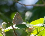 Purple Hairstreak.jpg