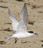 Tern B img1.jpg