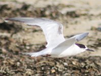 Tern B img2.jpg