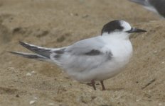 Tern E img 1.jpg