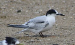 Tern F img 1.jpg