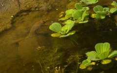 DSCN6968 Chinese Soft-shelled Turtle 3.jpg