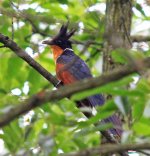 chestnut-winged cuckoo 2.jpg