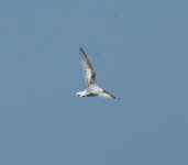 little gull5.jpg