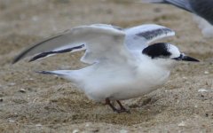 Tern E img 2.jpg