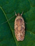 Agonopterix-heracliana-eller-ciliella-2.jpg