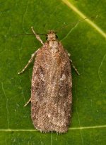 Agonopterix-heracliana.jpg