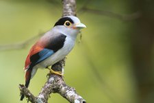 Broadbill-silver breasted04_filtered.jpg